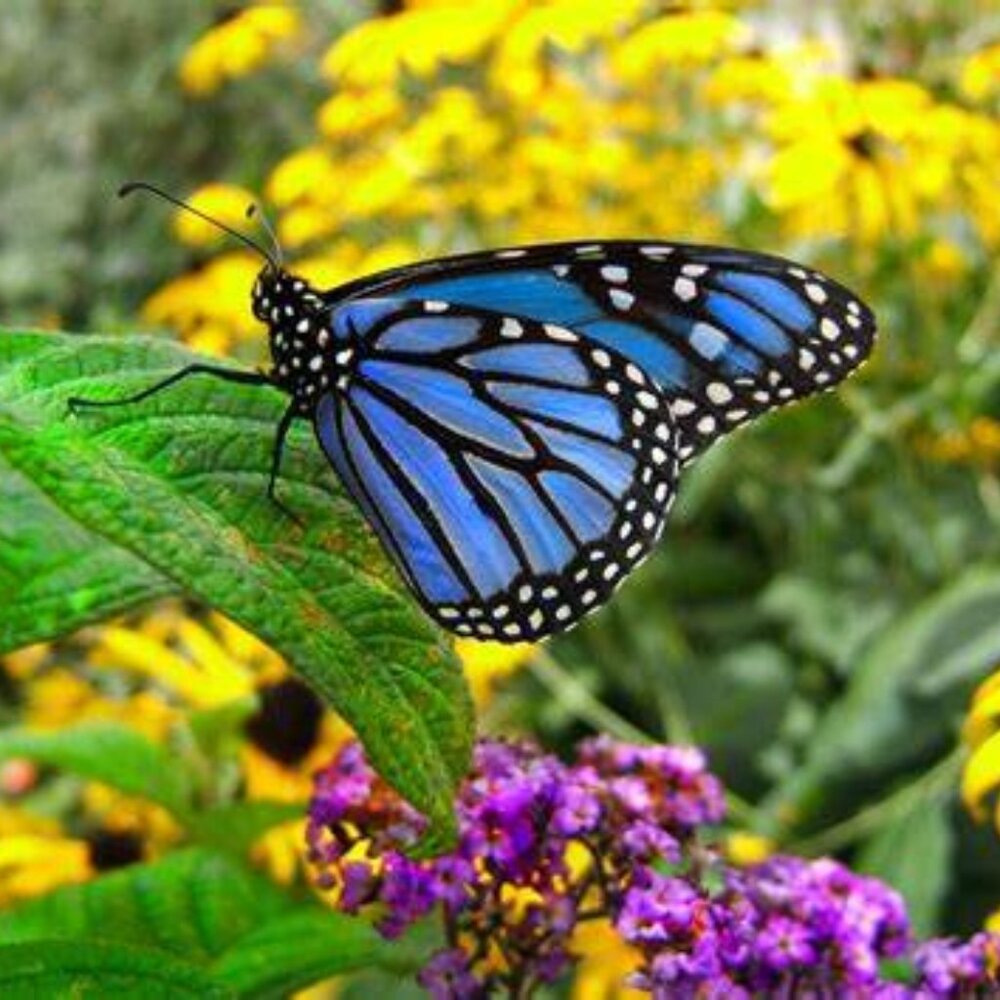 Meet your Posher, Fatima